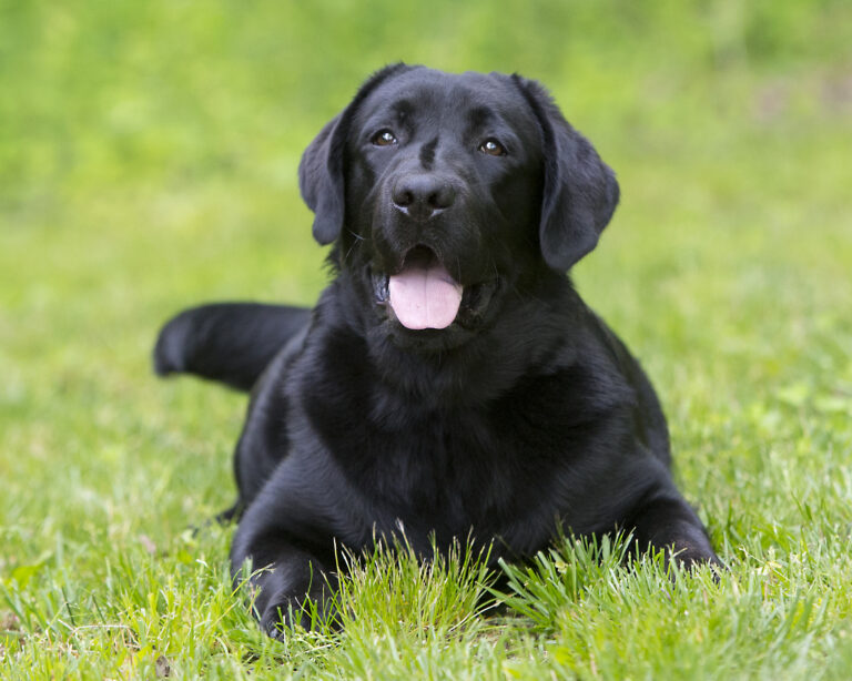 Dembe Copper Kennels